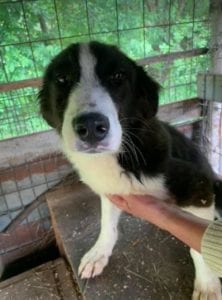 Bailey a black and white Romanian rescue dog | 1 Dog at a Time Rescue UK