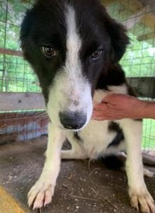 Bailey a black and white Romanian rescue dog | 1 Dog at a Time Rescue UK