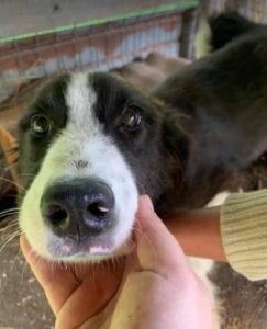 Bailey a black and white Romanian rescue dog | 1 Dog at a Time Rescue UK