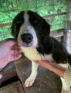 Bailey a black and white Romanian rescue dog | 1 Dog at a Time Rescue UK