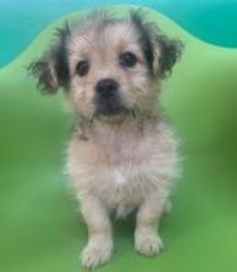 Bella a faun Romanian rescue puppy | 1 Dog at a Time Rescue UK