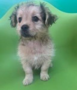 Bella a faun Romanian rescue puppy | 1 Dog at a Time Rescue UK