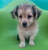 Bella a faun Romanian rescue puppy | 1 Dog at a Time Rescue UK