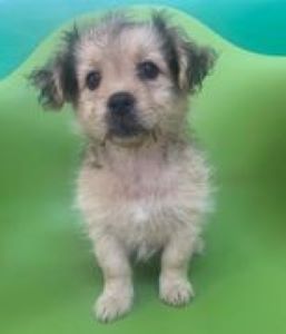 Bella a faun Romanian rescue puppy | 1 Dog at a Time Rescue UK