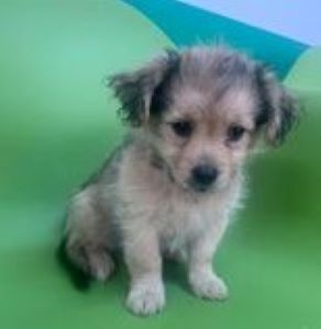 Bella a faun Romanian rescue puppy | 1 Dog at a Time Rescue UK