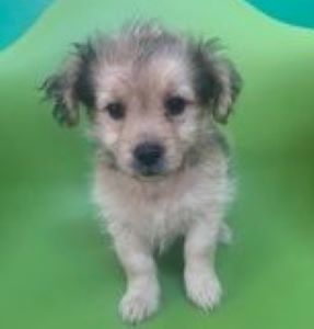 Bella a faun Romanian rescue puppy | 1 Dog at a Time Rescue UK