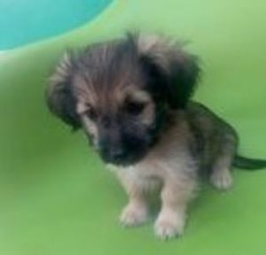 Bria a faun Romanian rescue puppy | 1 Dog at a Time Rescue UK
