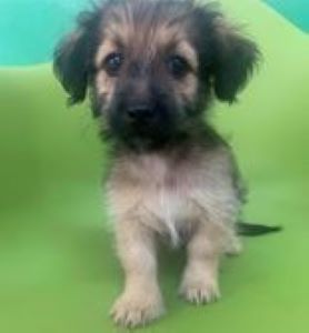 Bria a faun Romanian rescue puppy | 1 Dog at a Time Rescue UK
