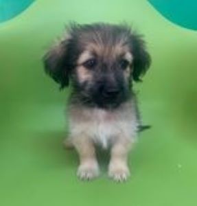 Bria a faun Romanian rescue puppy | 1 Dog at a Time Rescue UK