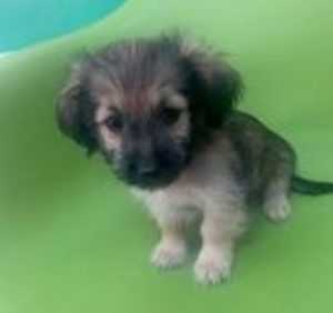 Bria a faun Romanian rescue puppy | 1 Dog at a Time Rescue UK