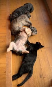 Lulu a black and white Romanian rescue dog | 1 Dog at a Time Rescue UK