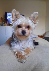Cindy a grey and tan Romanian rescue dog | 1 Dog at a Time Rescue UK