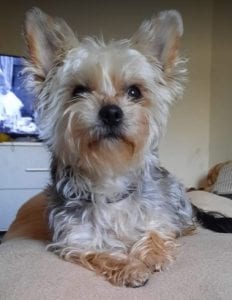 Cindy a grey and tan Romanian rescue dog | 1 Dog at a Time Rescue UK