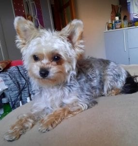 Cindy a grey and tan Romanian rescue dog | 1 Dog at a Time Rescue UK