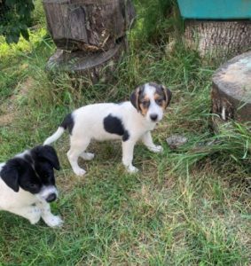 Colby a black, white and brown Romanian rescue dog | 1 Dog at a Time Rescue UK