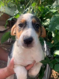 Colby a black, white and brown Romanian rescue dog | 1 Dog at a Time Rescue UK
