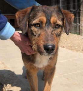 Dougie a brown and black colour Romanian rescue dog | 1 Dog at a Time Rescue UK