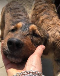 Dougie a brown and black colour Romanian rescue dog | 1 Dog at a Time Rescue UK