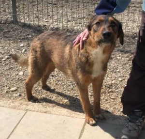 Dougie a brown and black colour Romanian rescue dog | 1 Dog at a Time Rescue UK