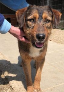 Dougie a brown and black colour Romanian rescue dog | 1 Dog at a Time Rescue UK