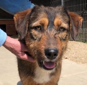 Dougie a brown and black colour Romanian rescue dog | 1 Dog at a Time Rescue UK