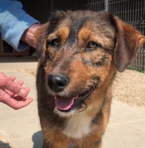 Dougie a brown and black colour Romanian rescue dog | 1 Dog at a Time Rescue UK