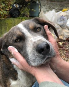 Dudley a grey and white colour Romanian rescue dog | 1 Dog at a Time Rescue UK