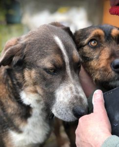 Dudley a grey and white colour Romanian rescue dog | 1 Dog at a Time Rescue UK