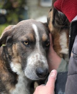 Dudley a grey and white colour Romanian rescue dog | 1 Dog at a Time Rescue UK