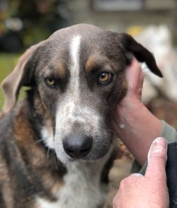 Dudley a grey and white colour Romanian rescue dog | 1 Dog at a Time Rescue UK