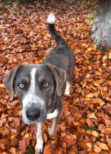 Dudley a grey and white colour Romanian rescue dog | 1 Dog at a Time Rescue UK