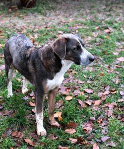 Dudley a grey and white colour Romanian rescue dog | 1 Dog at a Time Rescue UK