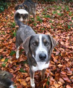 Dudley a grey and white colour Romanian rescue dog | 1 Dog at a Time Rescue UK