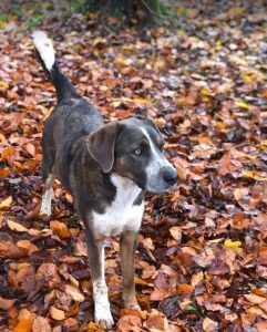 Dudley a grey and white colour Romanian rescue dog | 1 Dog at a Time Rescue UK