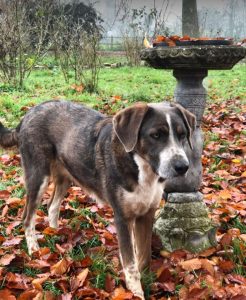 Dudley a grey and white colour Romanian rescue dog | 1 Dog at a Time Rescue UK