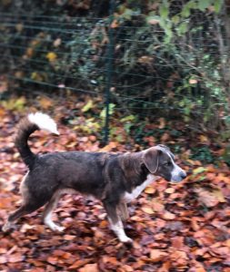 Dudley a grey and white colour Romanian rescue dog | 1 Dog at a Time Rescue UK