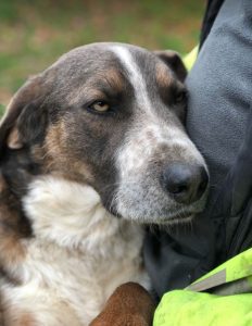 Dudley a grey and white colour Romanian rescue dog | 1 Dog at a Time Rescue UK