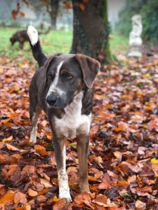 Dudley a grey and white colour Romanian rescue dog | 1 Dog at a Time Rescue UK