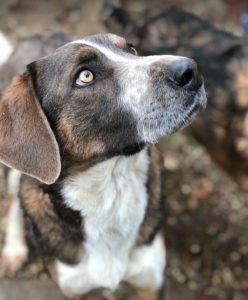 Dudley a grey and white colour Romanian rescue dog | 1 Dog at a Time Rescue UK