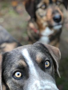 Dudley a grey and white colour Romanian rescue dog | 1 Dog at a Time Rescue UK