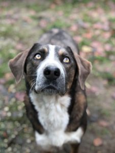 Dudley a grey and white colour Romanian rescue dog | 1 Dog at a Time Rescue UK