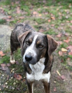 Dudley a grey and white colour Romanian rescue dog | 1 Dog at a Time Rescue UK