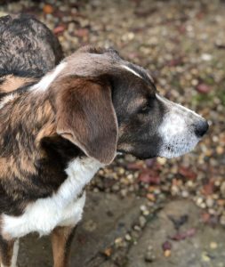 Dudley a grey and white colour Romanian rescue dog | 1 Dog at a Time Rescue UK