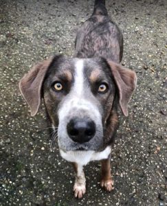 Dudley a grey and white colour Romanian rescue dog | 1 Dog at a Time Rescue UK