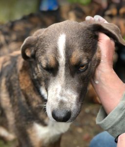 Dudley a grey and white colour Romanian rescue dog | 1 Dog at a Time Rescue UK