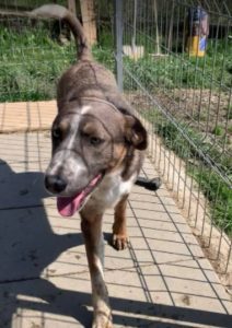 Dudley a grey and white colour Romanian rescue dog | 1 Dog at a Time Rescue UK