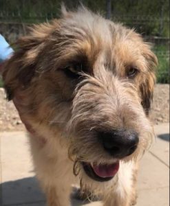 Duffie a brown and white colour Romanian rescue dog 1 | 1 Dog at a Time Rescue UK