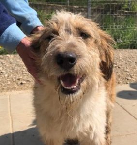 Duffie a brown and white colour Romanian rescue dog 1 | 1 Dog at a Time Rescue UK