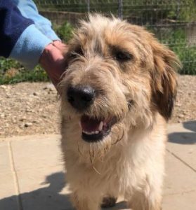 Duffie a brown and white colour Romanian rescue dog 1 | 1 Dog at a Time Rescue UK