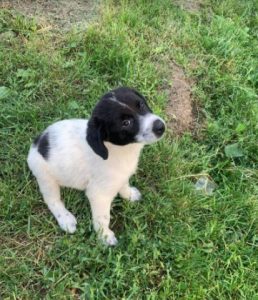 Hailey a black and white Romanian rescue Dog | 1 Dog at a Time Rescue UK